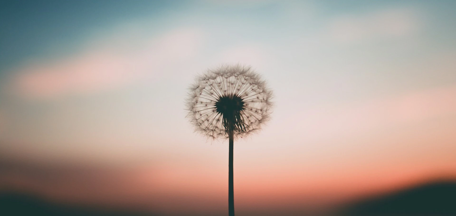 A hand gently holding a dandelion against a soft, blurred background — a quiet image of stillness, breath, and letting go.